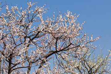 満開の梅・羽根木公園梅林（東京都世田谷区）