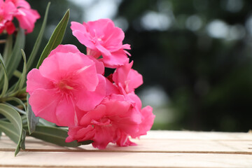 Nerium oleander are blooming 