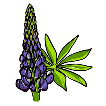 Vector image of a blue lupine bud with a branch and leaves. Hand-drawn wildflower. Botanical sketch of lupin