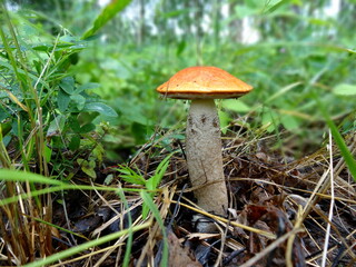 Aspen mushroom in the grass. Mushroom in the forest close up