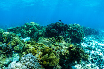 Naklejka na ściany i meble underwater scene with coral reef and fish.