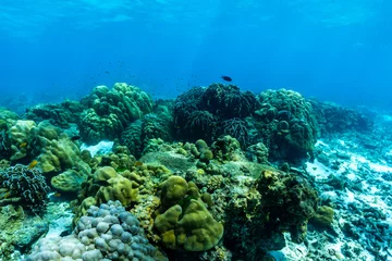 Foto op Aluminium underwater scene with coral reef and fish. © satit