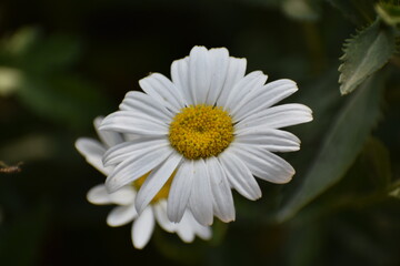 Fototapeta premium white daisy flower