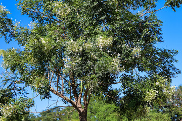 White Millingtonia hortensis are blooming