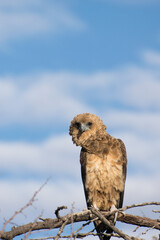 Juvenile Bateleur.