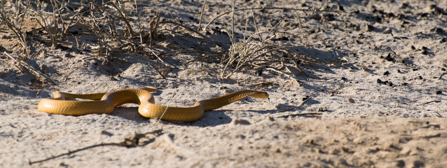 Cape cobra and a squirrel.