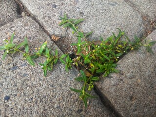 green plant that grow on stone,survival concept