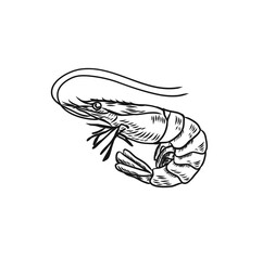 Vector illustration of a shrimp. Sea animals in Doodle style. Hatch. Vector shrimp on isolated white background. For cafes, restaurants, menus.