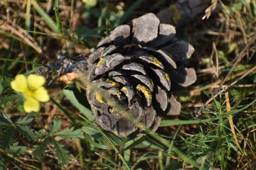 pine cone with yellow flower