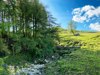 Large trees, by a dried up stream, on the hillside, on a hot summers day near, Kettlewell, Skipton, UK