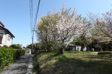 公園の桜と住宅街