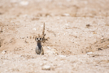 Meerkat on the lookout.