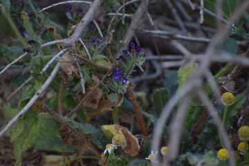 blue flower