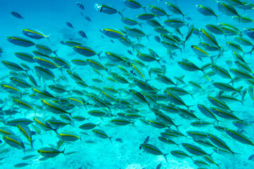 Naklejka na ściany i meble Group of fish swim above the coral in the clear sea