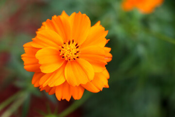 Orange Cosmos sulphureus Cav flower are blooming