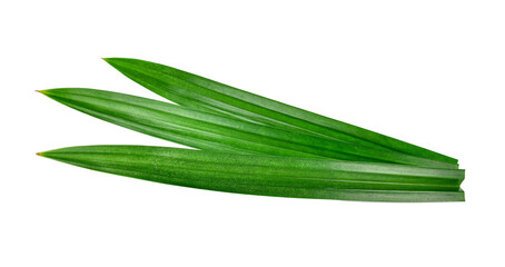 Obraz premium Fresh green pandan leaves isolated on white background
