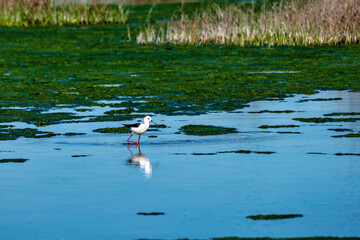 Greater Flamingos in Lagoon Fuente de Piedra, Andalusia, Spain