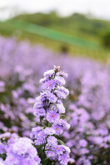 Fresh Margaret flower field garden at the mountain