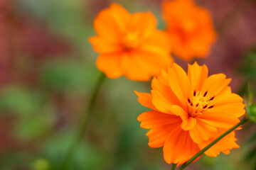 Orange Cosmos sulphureus Cav flower are blooming