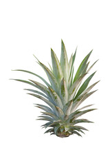 Pineapple shoots for new plant isolated on white background included clipping path.