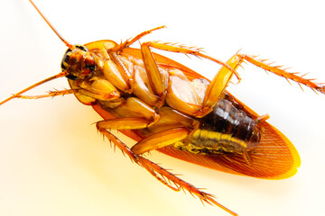 Blattodea slept dead and white background