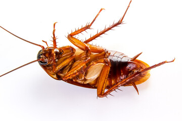 Blattodea slept dead and white background