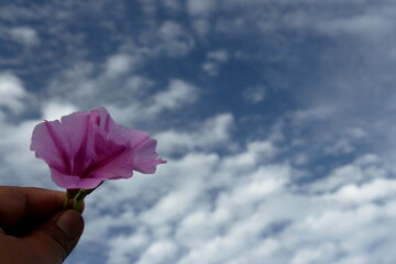 Morning glory flower Up to the beach by the sea. And can be used to relieve the poison from...