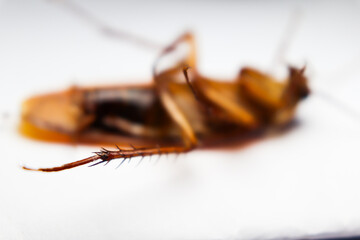 Blattodea slept dead and white background