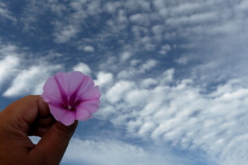 Morning glory flower Up to the beach by the sea. And can be used to relieve the poison from...