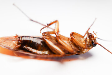 Blattodea slept dead and white background