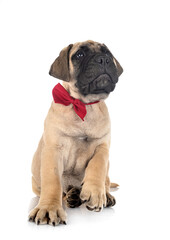 Fototapeta premium puppy bullmastiff in studio