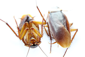 Blattodea slept dead and white background