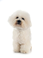 Bichon Frise in studio
