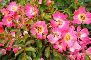 Fototapeta premium American pillar roses with honey bee in the garden.