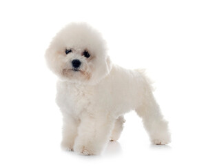 Bichon Frise in studio