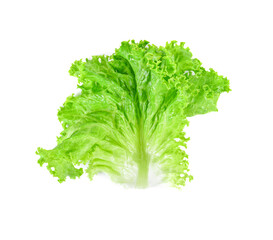 Salad leaf. Lettuce isolated on white background. top view