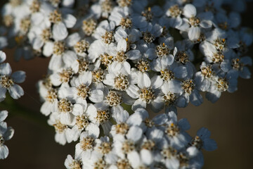 Blüten der Schafgarbe mit weißen Blütenblättern