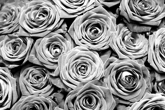 black and white abstract background of roses