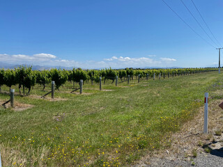 Fototapeta na wymiar Roadside vineyards in the Marlborough, New Zealand