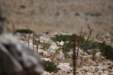 grass in the mountains