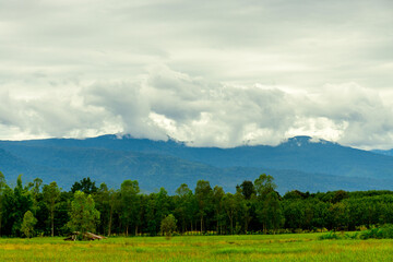 Fototapeta premium Scenic view of rice field Against clouds sky and mountains in background