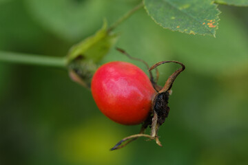 Makro einer reifen roten Hagebutte (lat. Rosa canina) an einer Heckenrose