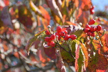 ハナミズキの実