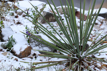 Yucca palm covered with snow. First snow. Early winter.