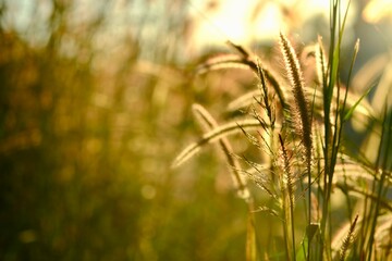 wheat field in sunset