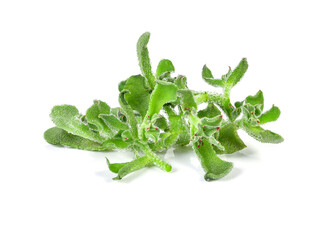 ice plant vegetable green leaf isolated on white background.