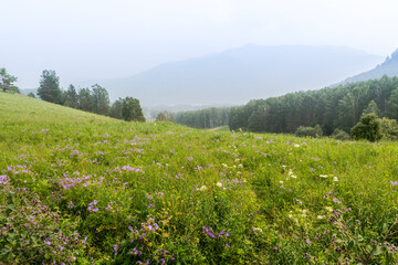 Obraz premium Mountain valley with flowers in the fog, Altai, Russia
