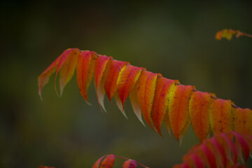 close up of red leaves on sumac bush  branch with yellow tips in fall autumn setting in woods