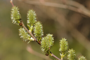 Weidenkätzchen (lat.: salix) im Früjling in der Natur