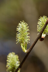 Makro im Hochformat: Gelb blühende Weidenkätzchen (lat.: salix)